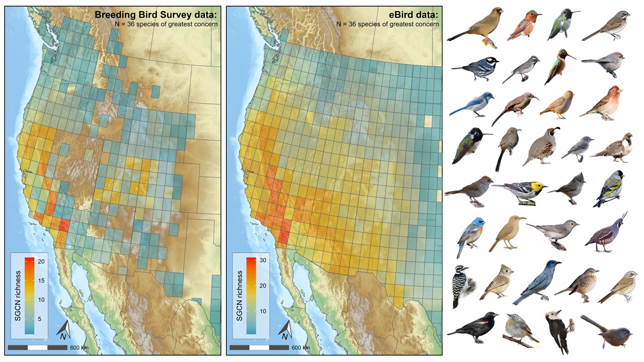 Citizen science data for high priority migratory birds in the western US
