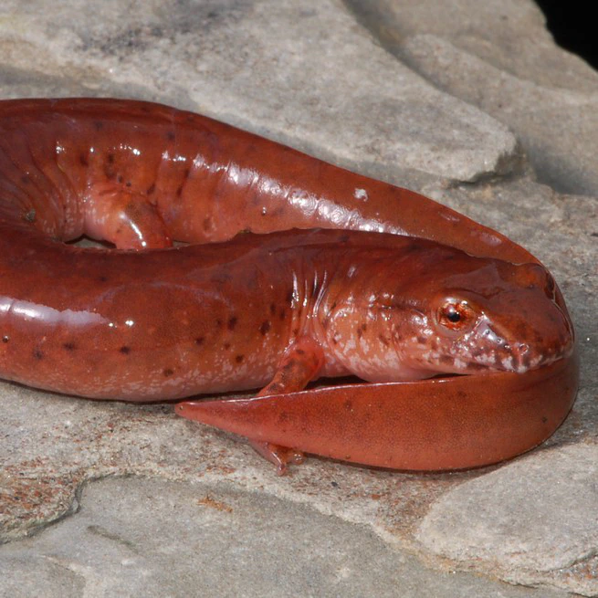 Appalachian Salamander Ecology