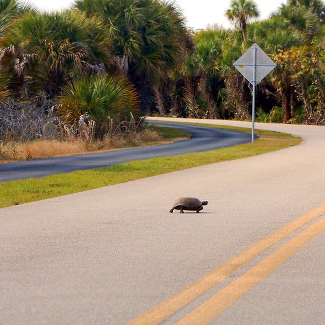Biodiversity redistribution