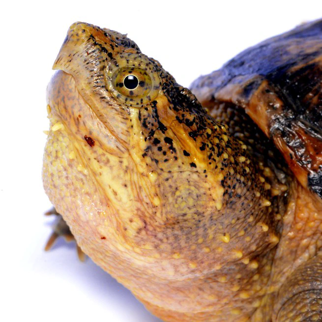 Reptile and Amphibian Ecology