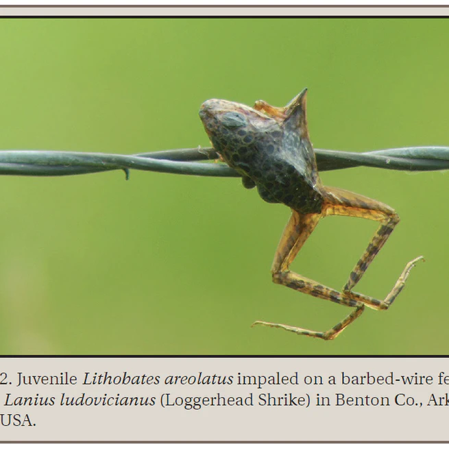Lithobates areolatus (crawfish frog) predation