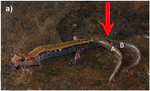 Tail bifurcation in two species of Desmognathus salamander (Plethodontidae) in southeastern Kentucky, USA