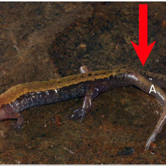 Tail bifurcation in two species of Desmognathus salamander (Plethodontidae) in southeastern Kentucky, USA