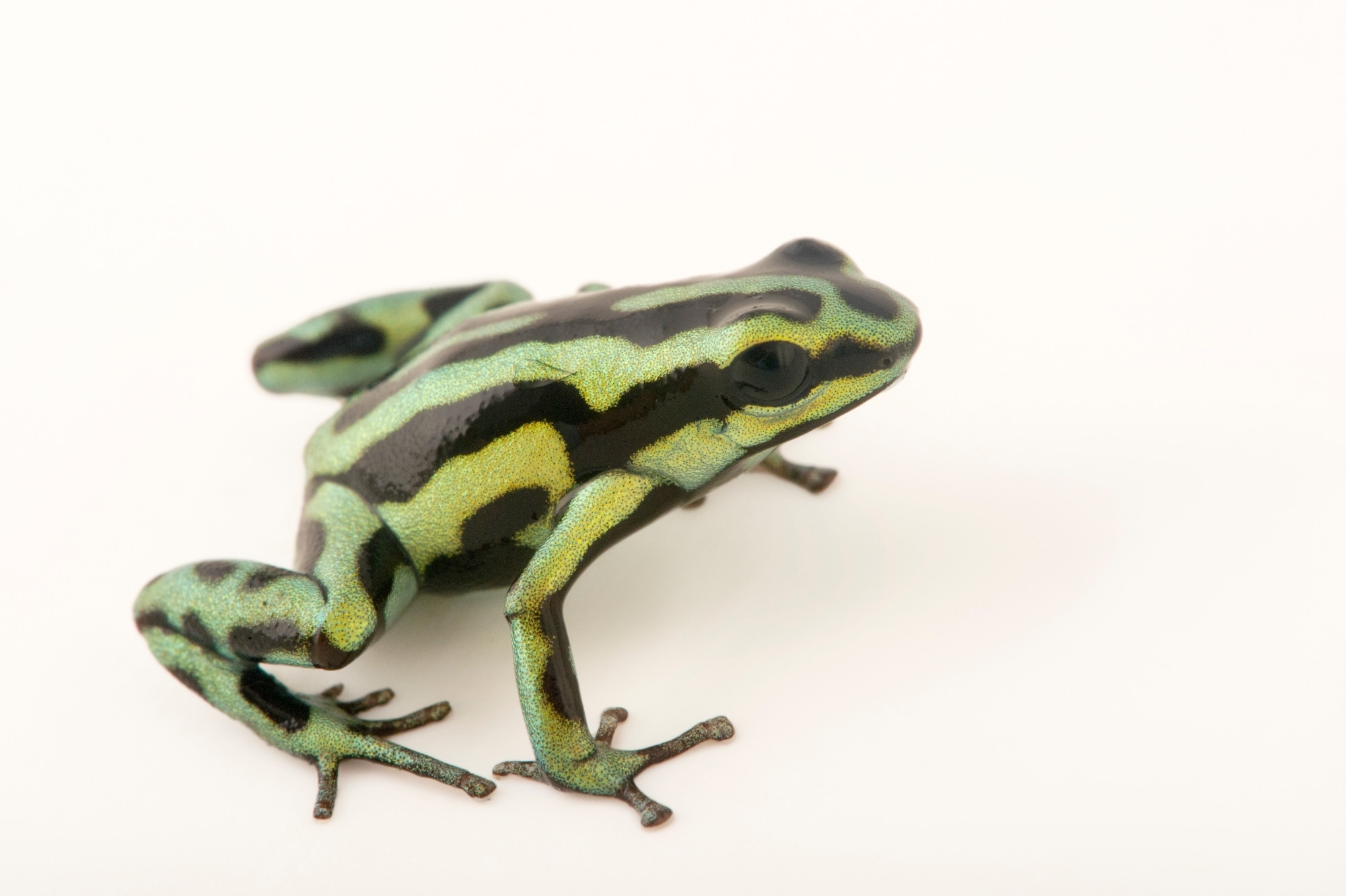 Large, old trees define the vertical, horizontal, and seasonal distributions of a poison frog