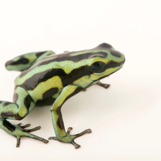 Large, old trees define the vertical, horizontal, and seasonal distributions of a poison frog