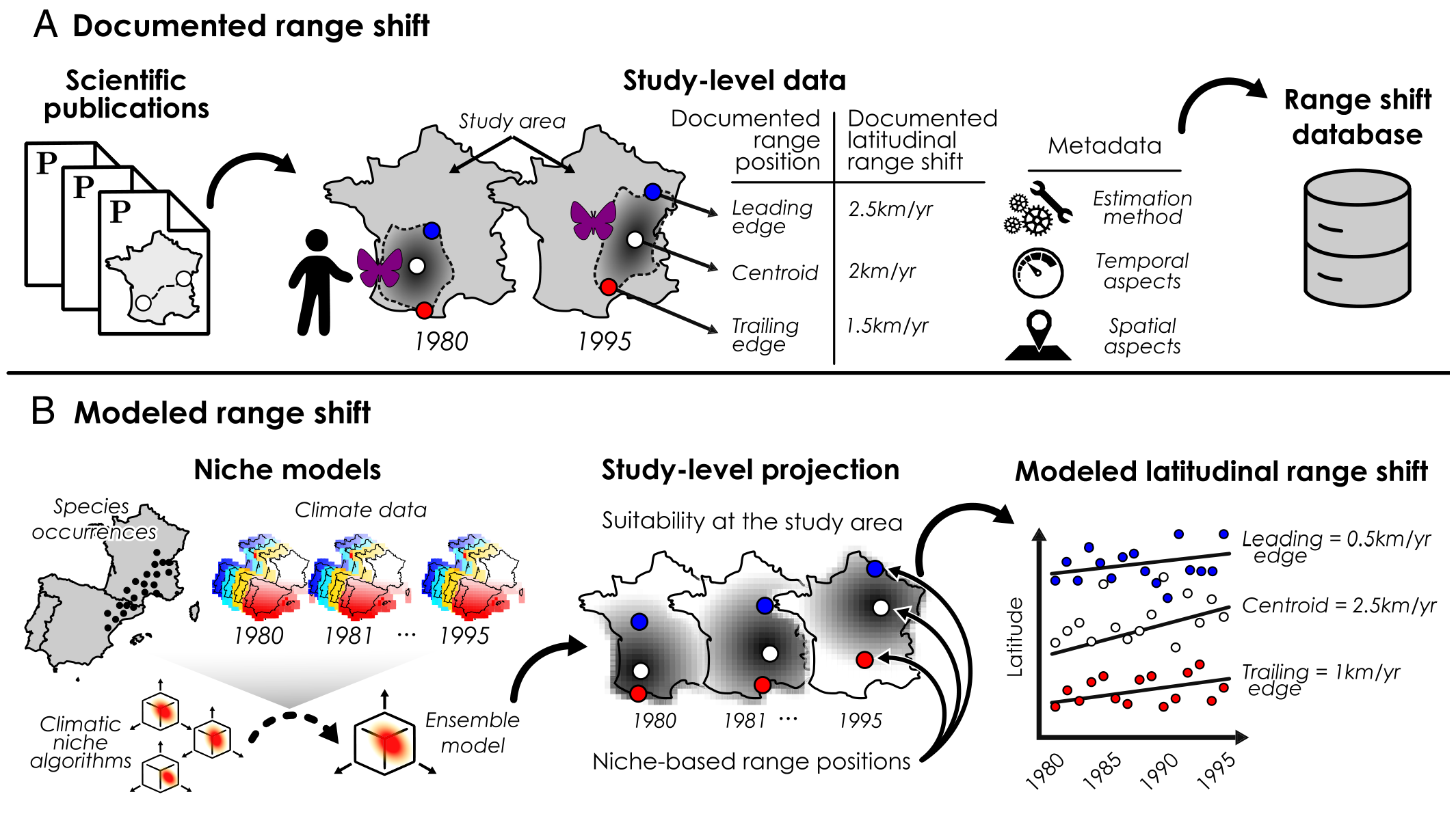Species range shifts often speed ahead of their modeled climatic niches