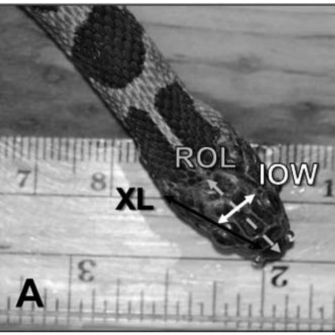 Prey Size and Feeding Rate Do Not Influence Trophic Morphology of Juvenile Water Snakes (Nerodia sipedon)