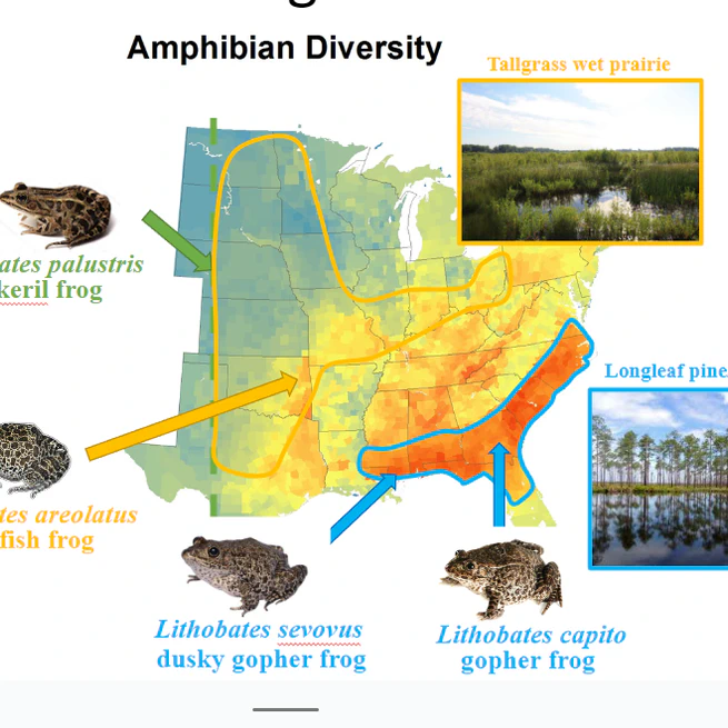 Restoration Ecology of Grassland Herpetofauna in SEUSA